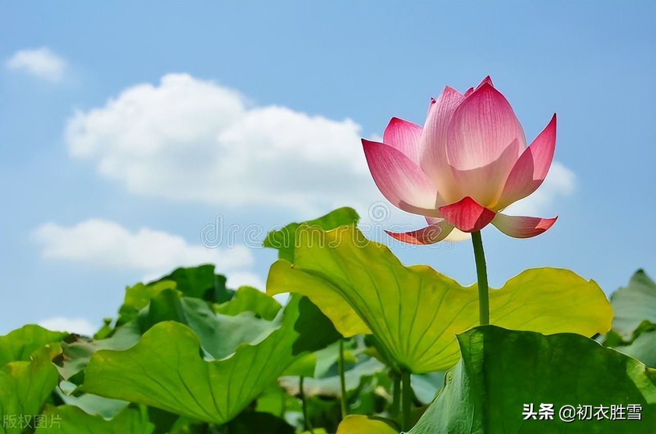 荷花消暑美诗七首：冷艳已能消酷暑，暗香时复散清风