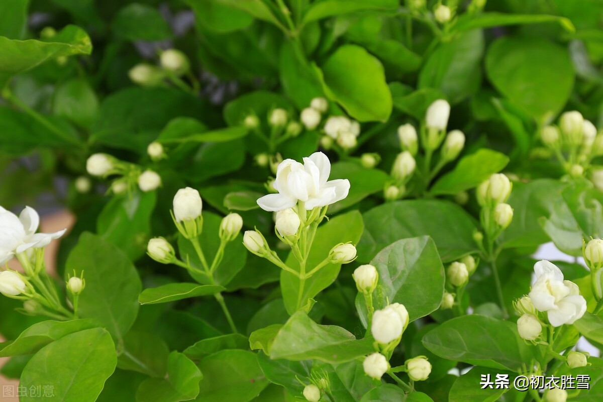 六月茉莉花古诗五首：茉莉花原六月梅，来伴湘波六月凉