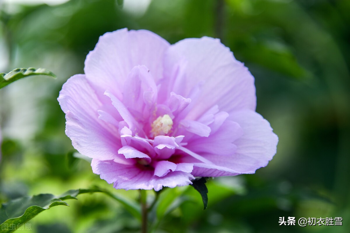 李商隐的爱，藏在《槿花二首》里，北宋西昆派诗人集体破解了她