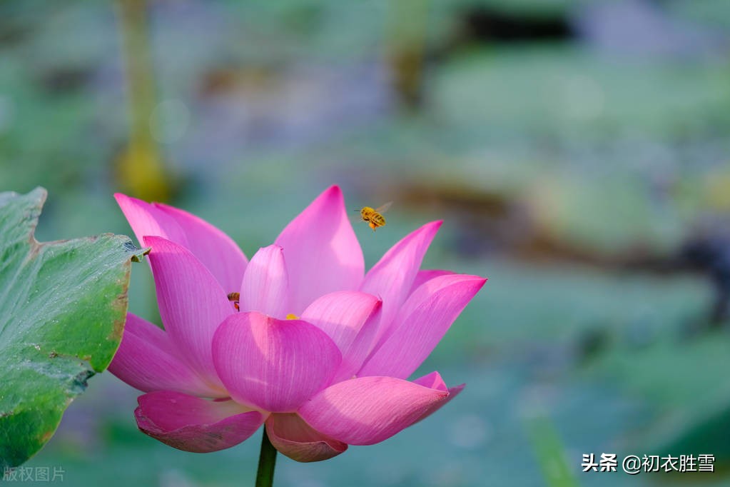 仲夏清新一朵莲美诗六首：渌水红荷一朵开，一朵荷花满院香