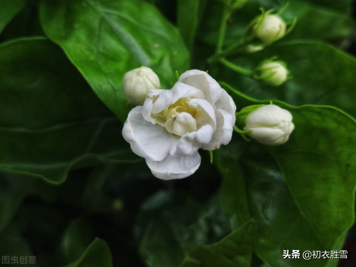 六月茉莉花古诗五首：茉莉花原六月梅，来伴湘波六月凉