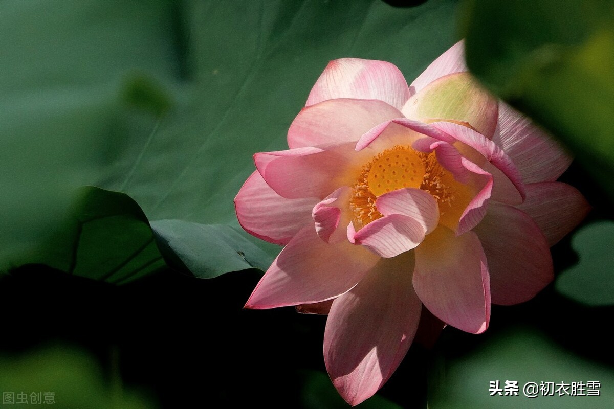 古诗八首，谈谈同心与同心莲，莲本同心，花开并蒂