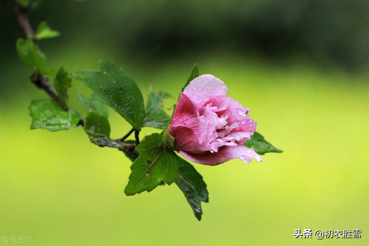 李商隐的爱，藏在《槿花二首》里，北宋西昆派诗人集体破解了她