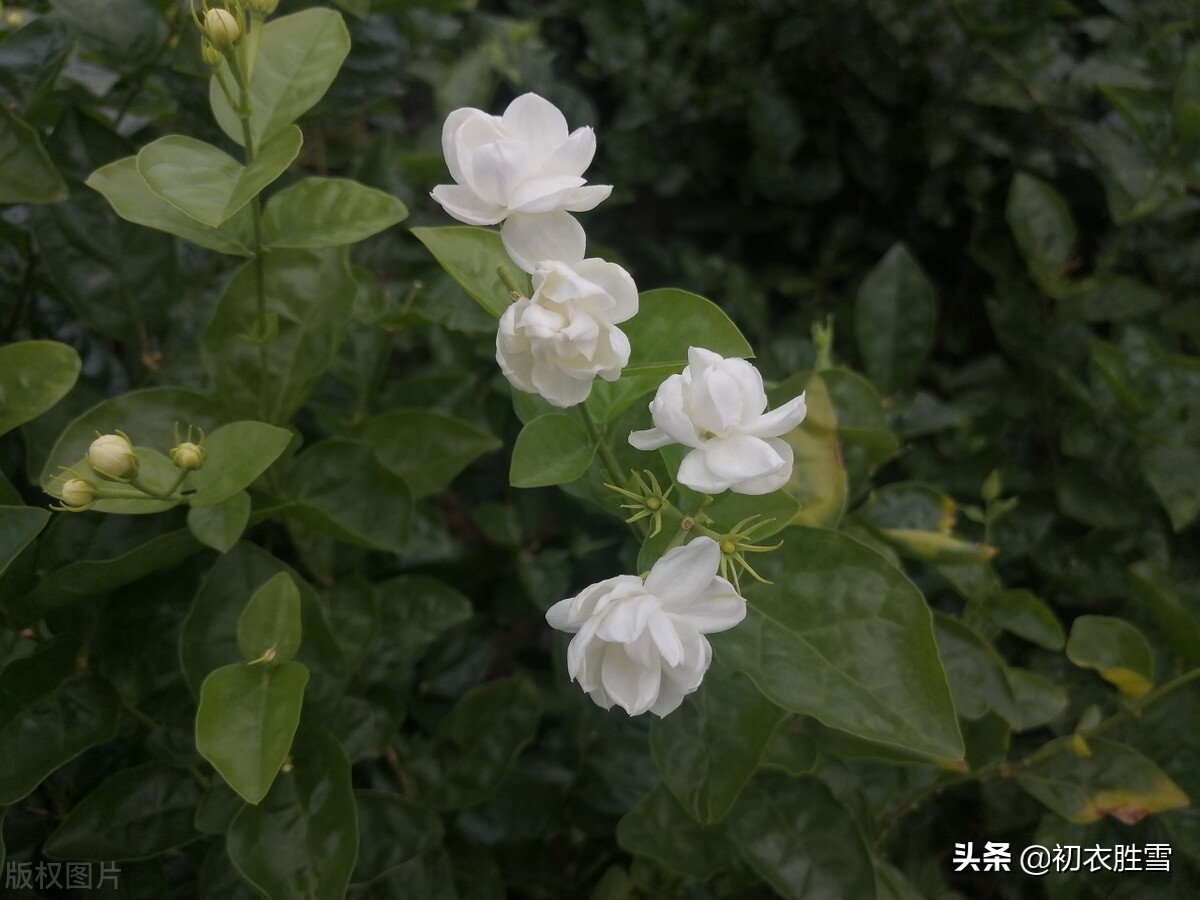 六月茉莉花古诗五首：茉莉花原六月梅，来伴湘波六月凉