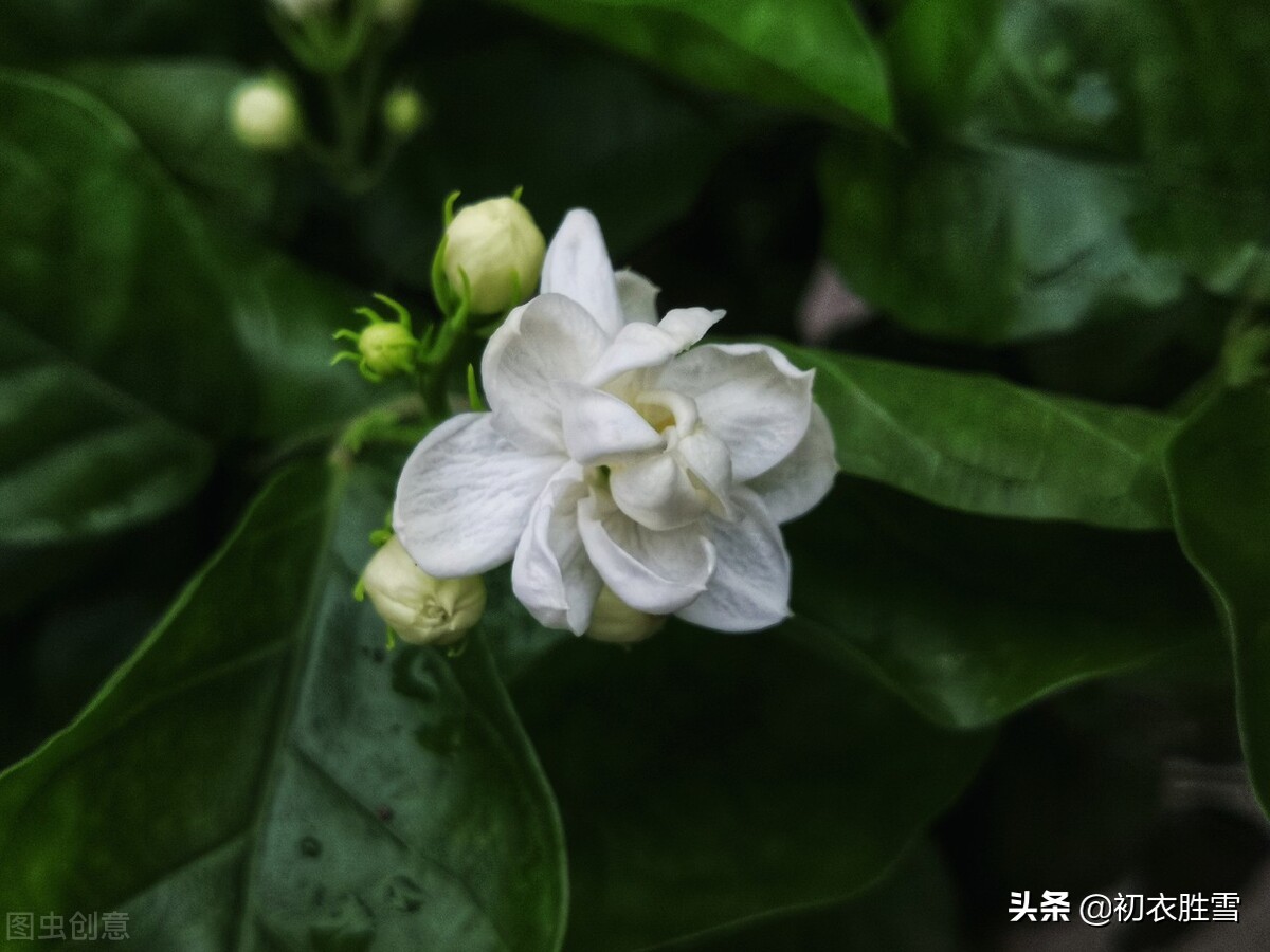 六月茉莉花古诗五首：茉莉花原六月梅，来伴湘波六月凉