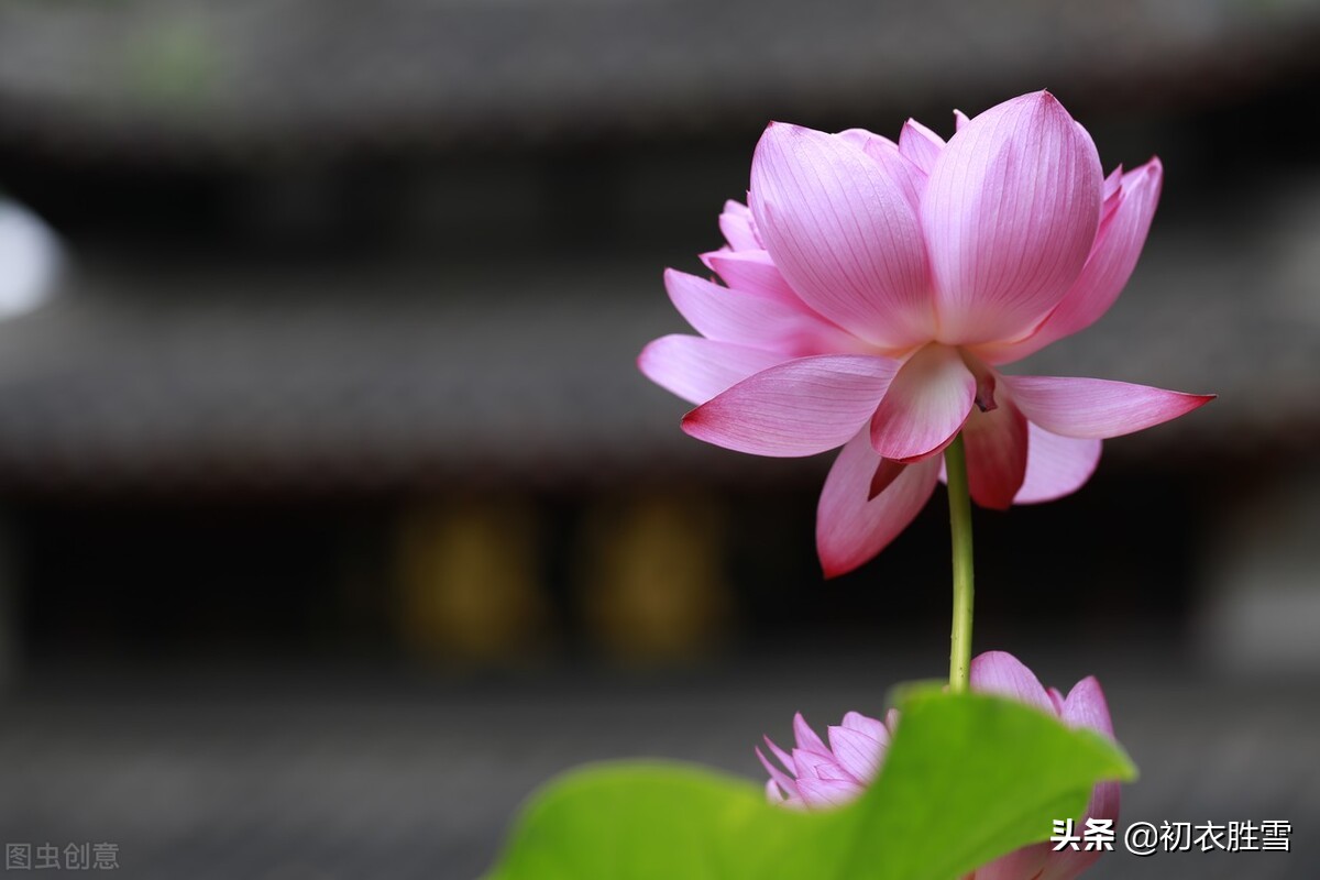 仲夏清新一朵莲美诗六首：渌水红荷一朵开，一朵荷花满院香