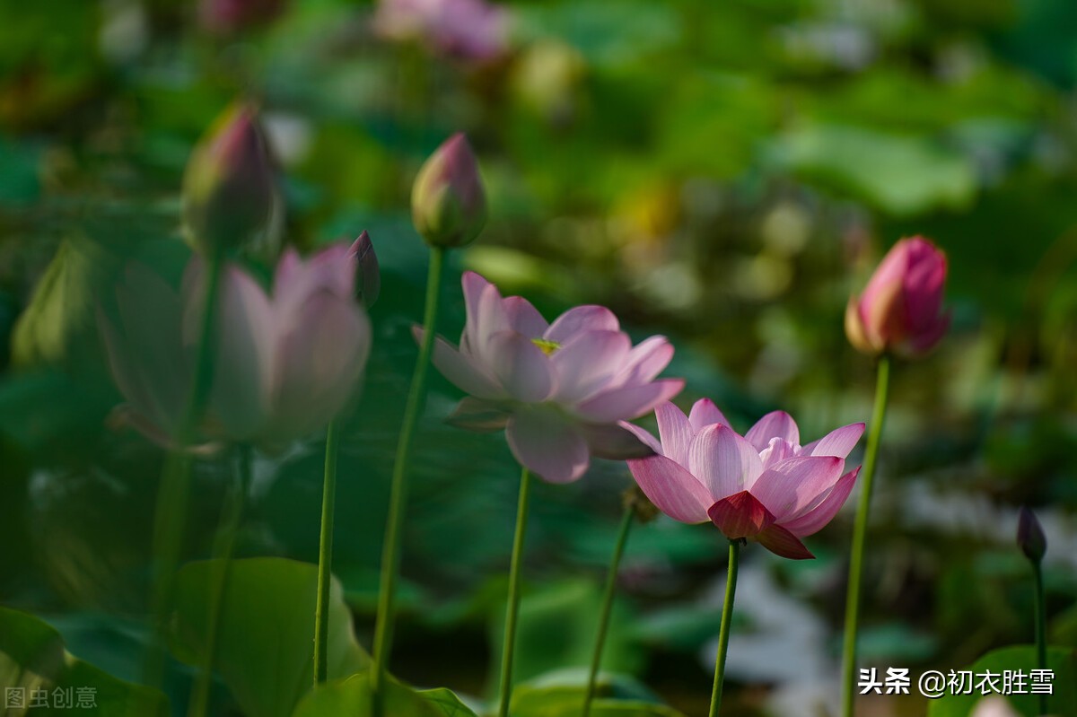 李商隐荷花五首，从玉池荷叶正田田的少年，到莲花见佛身的晚年