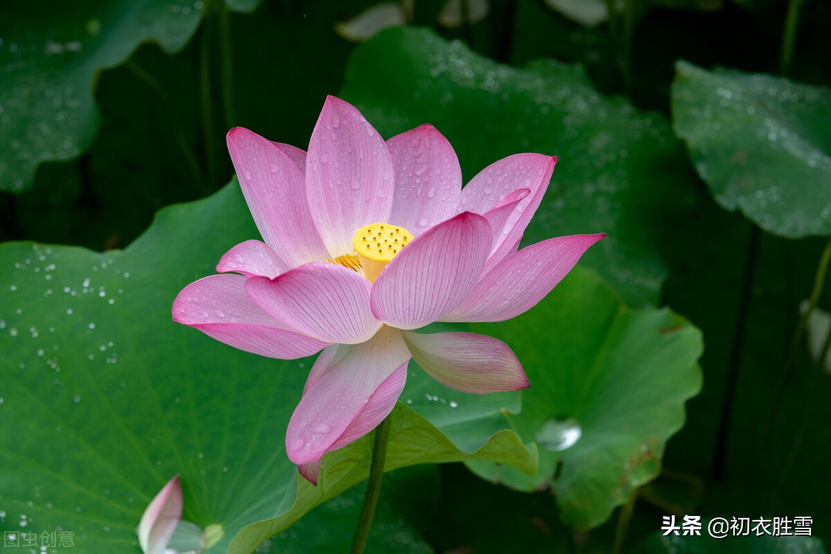 李商隐荷花五首，从玉池荷叶正田田的少年，到莲花见佛身的晚年