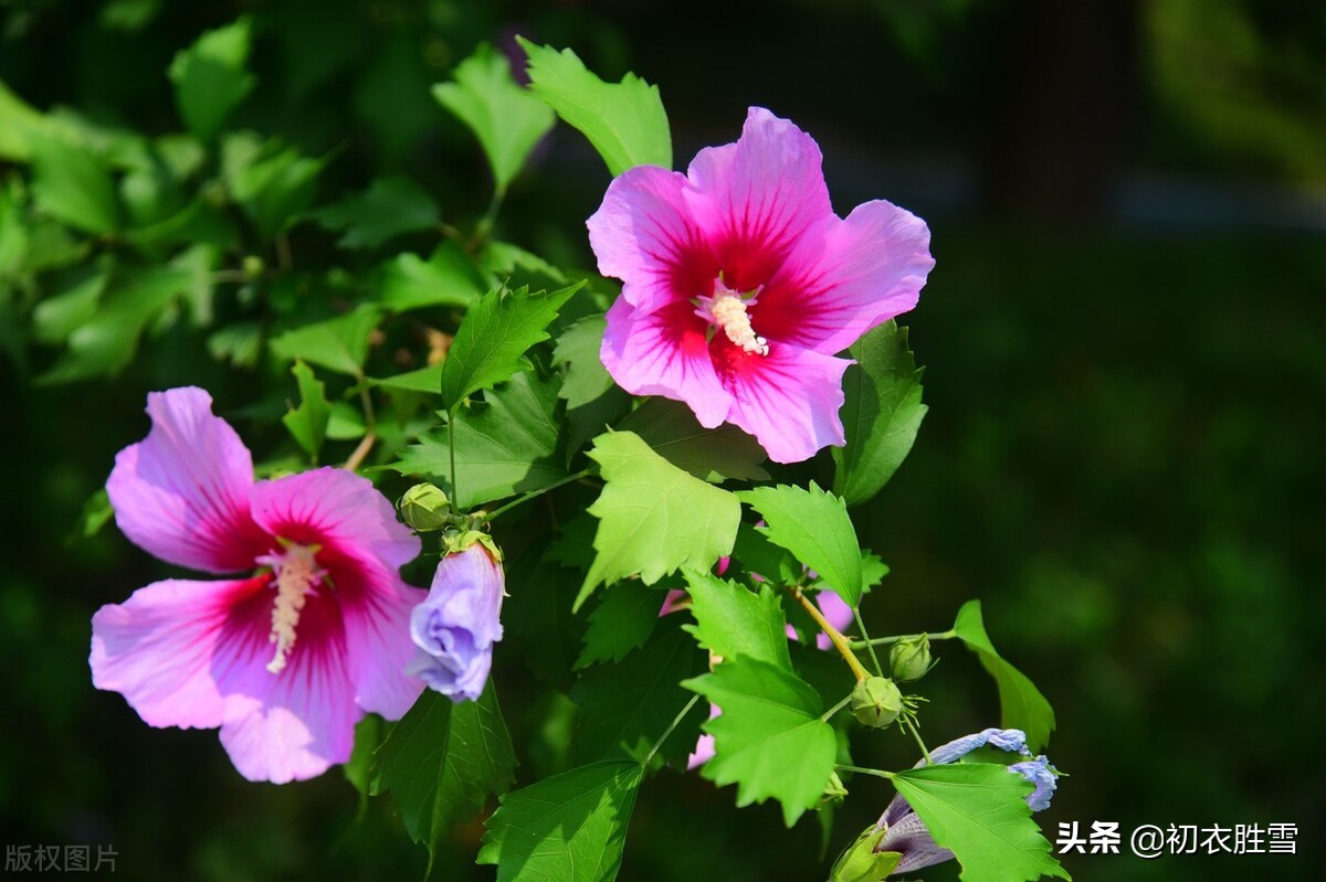 李商隐的爱，藏在《槿花二首》里，北宋西昆派诗人集体破解了她