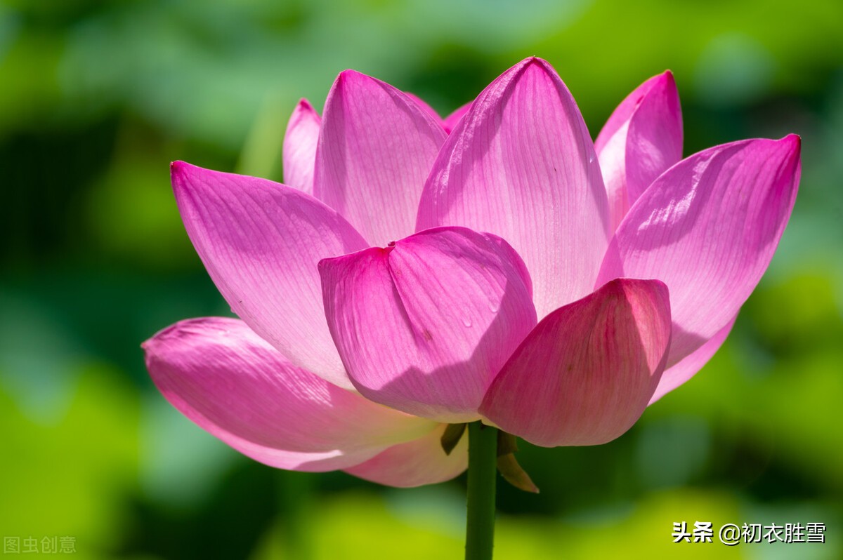 仲夏清新一朵莲美诗六首：渌水红荷一朵开，一朵荷花满院香