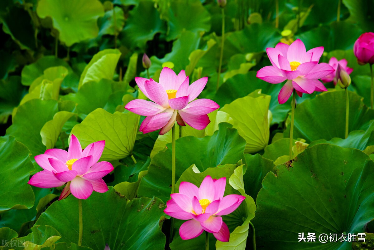 荷花消暑美诗七首：冷艳已能消酷暑，暗香时复散清风